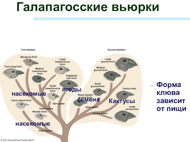 Галапагосские вьюрки Форма клюва зависит от пищи ягоды Кактусы семена