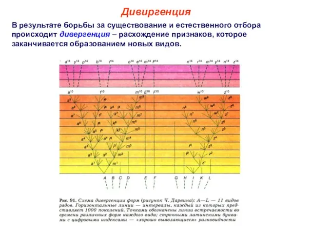 В результате борьбы за существование и естественного отбора происходит дивергенция –