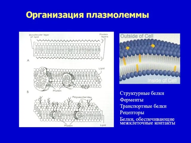 Организация плазмолеммы Структурные белки Ферменты Транспортные белки Рецепторы Белки, обеспечивающие межклеточные контакты