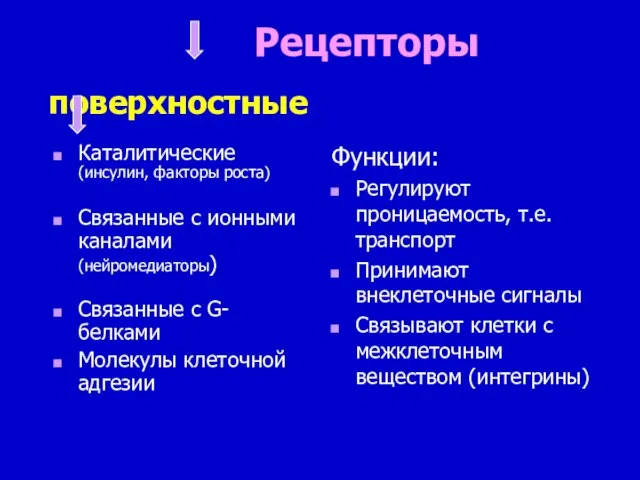 Рецепторы поверхностные Каталитические (инсулин, факторы роста) Связанные с ионными каналами (нейромедиаторы)