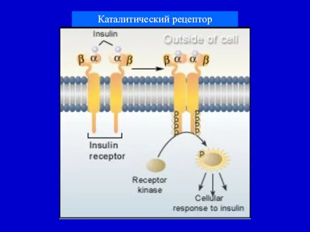 Каталитический рецептор