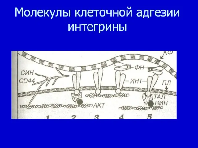 Молекулы клеточной адгезии интегрины