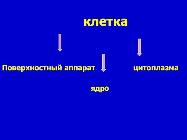 клетка Поверхностный аппарат цитоплазма ядро