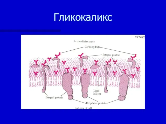 Гликокаликс