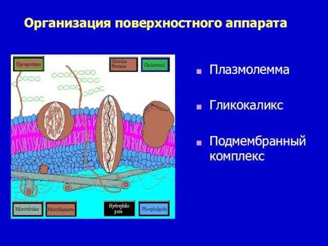 Организация поверхностного аппарата Плазмолемма Гликокаликс Подмембранный комплекс