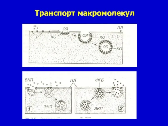 Транспорт макромолекул