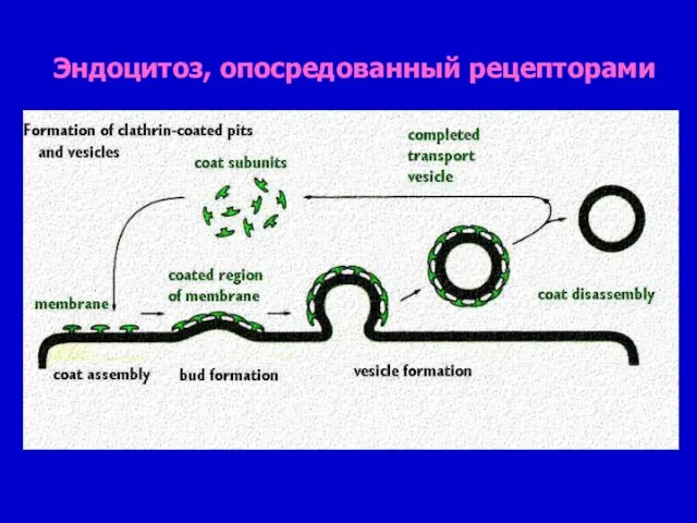 Эндоцитоз, опосредованный рецепторами