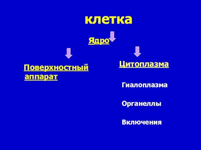 клетка ядро Поверхностный аппарат Цитоплазма Гиалоплазма Органеллы Включения