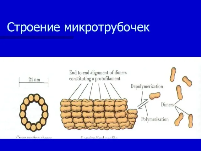 Строение микротрубочек