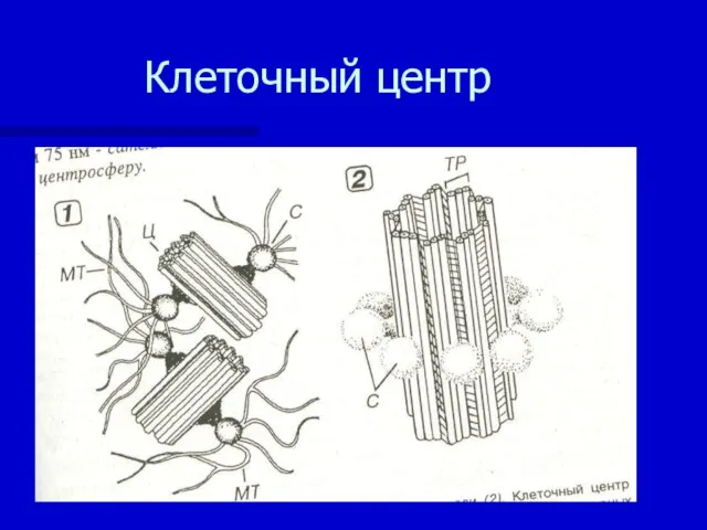 Клеточный центр