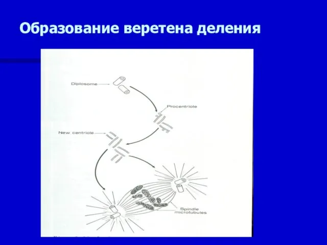 Образование веретена деления