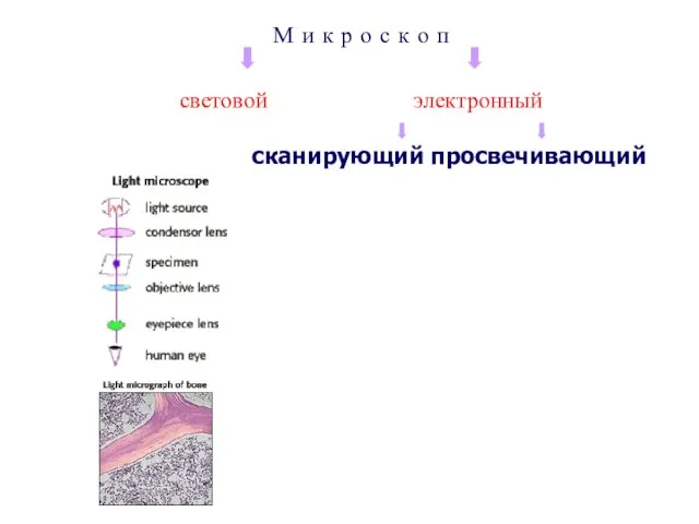 М и к р о с к о п световой электронный сканирующий просвечивающий