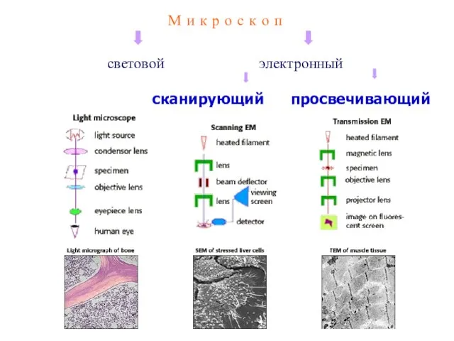 М и к р о с к о п световой электронный сканирующий просвечивающий