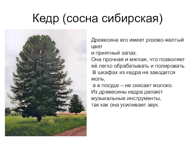 Кедр (сосна сибирская) Древесина его имеет розово-желтый цвет и приятный запах.