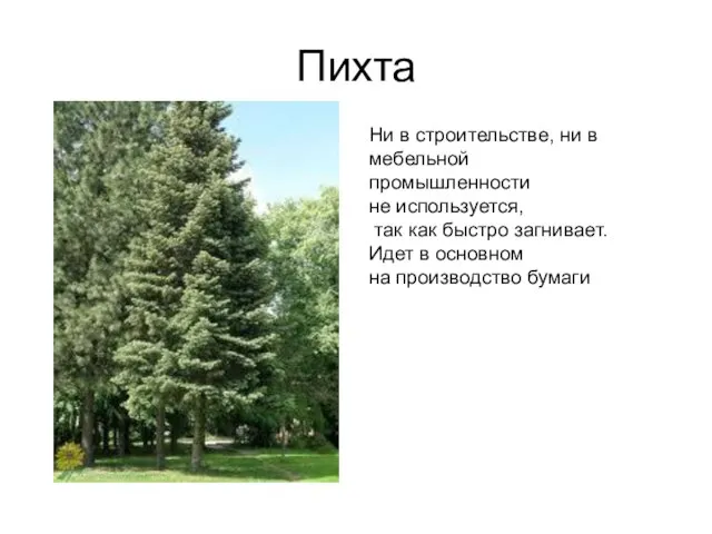 Пихта Ни в строительстве, ни в мебельной промышленности не используется, так