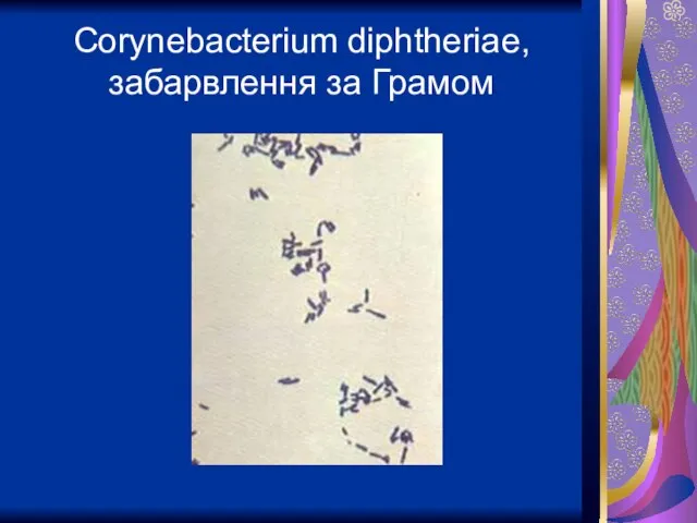 Corynebacterium diphtheriae, забарвлення за Грамом