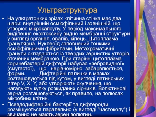 Ультраструктура На ультратонких зрізах клітинна стінка має два шари: внутрішній осміофільний