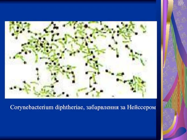 Corynebacterium diphtheriae, забарвлення за Нейссером