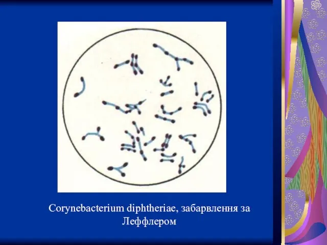 Corynebacterium diphtheriae, забарвлення за Леффлером