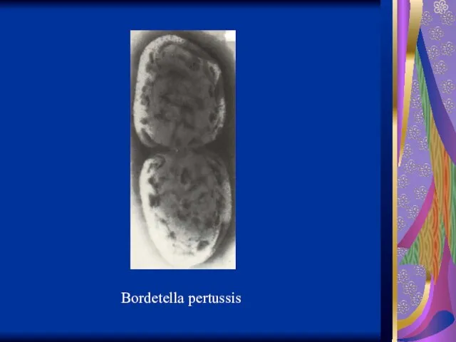 Bordetella pertussis