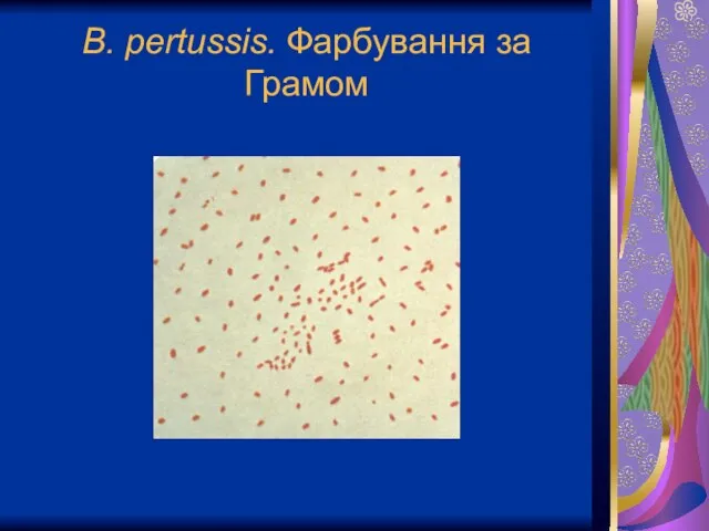 B. pertussis. Фарбування за Грамом