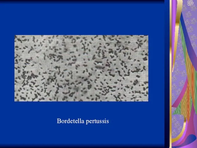 Bordetella pertussis