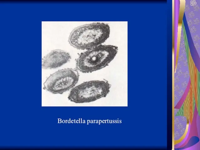 Bordetella parapertussis