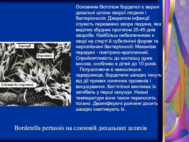 Bordetella pertussis на слизовій дихальних шляхів Основним біотопом бордетел є верхні