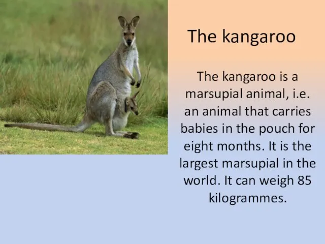 The kangaroo The kangaroo is a marsupial animal, i.e. an animal