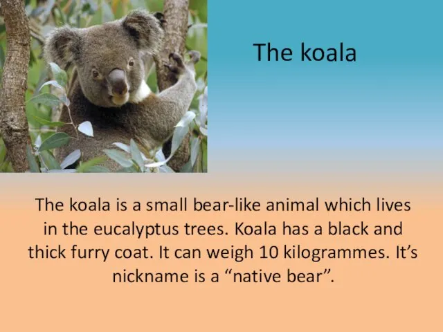 The koala The koala is a small bear-like animal which lives