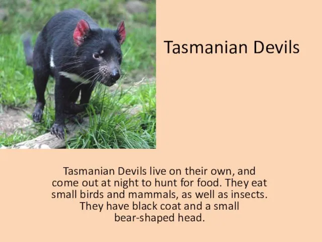Tasmanian Devils Tasmanian Devils live on their own, and come out