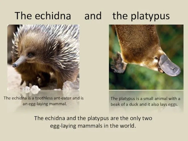 The echidna and the platypus The echidna and the platypus are