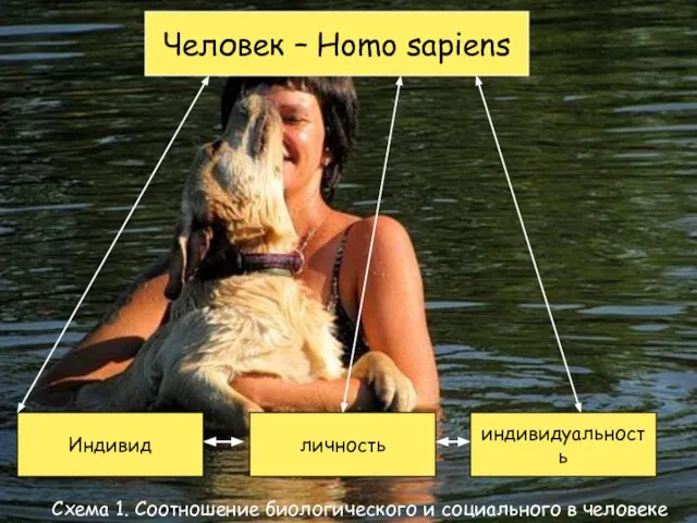 Человек – Homo sapiens Индивид личность индивидуальность Схема 1. Соотношение биологического и социального в человеке