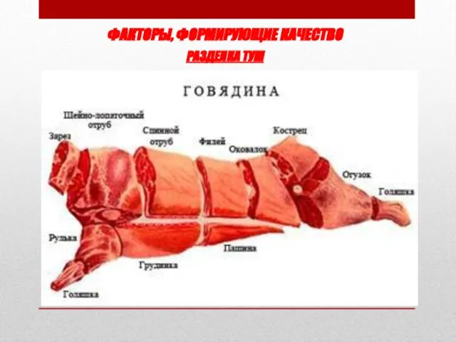 ФАКТОРЫ, ФОРМИРУЮЩИЕ КАЧЕСТВО РАЗДЕЛКА ТУШ