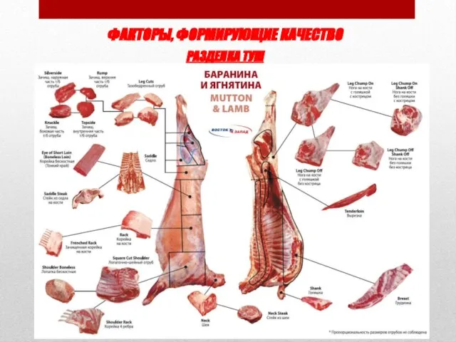ФАКТОРЫ, ФОРМИРУЮЩИЕ КАЧЕСТВО РАЗДЕЛКА ТУШ