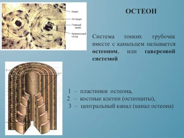 ОСТЕОН 1 – пластинки остеона, – костные клетки (остеоциты), 3 –