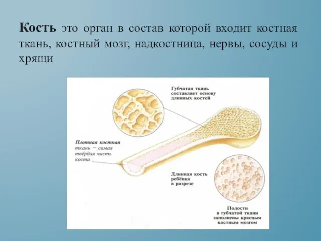 Кость это орган в состав которой входит костная ткань, костный мозг, надкостница, нервы, сосуды и хрящи