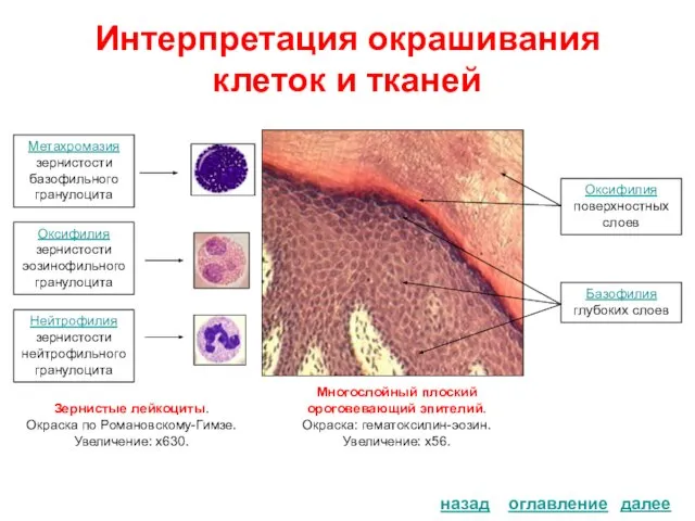 Интерпретация окрашивания клеток и тканей оглавление назад Многослойный плоский ороговевающий эпителий.