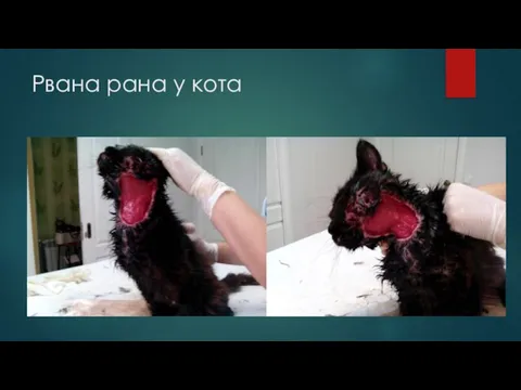 Рвана рана у кота