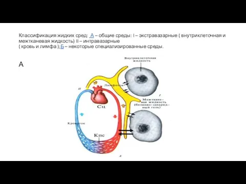 Классификация жидких сред: А – общие среды: I – экстравазарные (