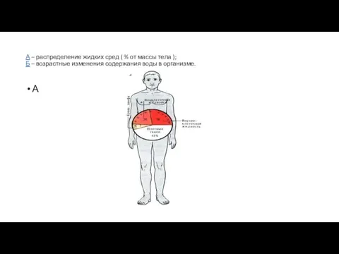 А – распределение жидких сред ( % от массы тела );