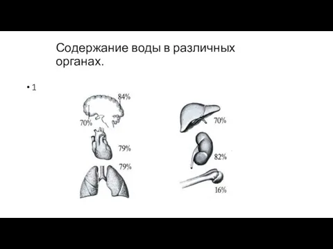 Содержание воды в различных органах. 1