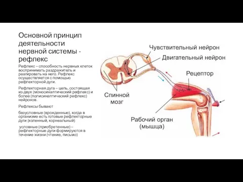 Основной принцип деятельности нервной системы - рефлекс Рефлекс – способность нервных