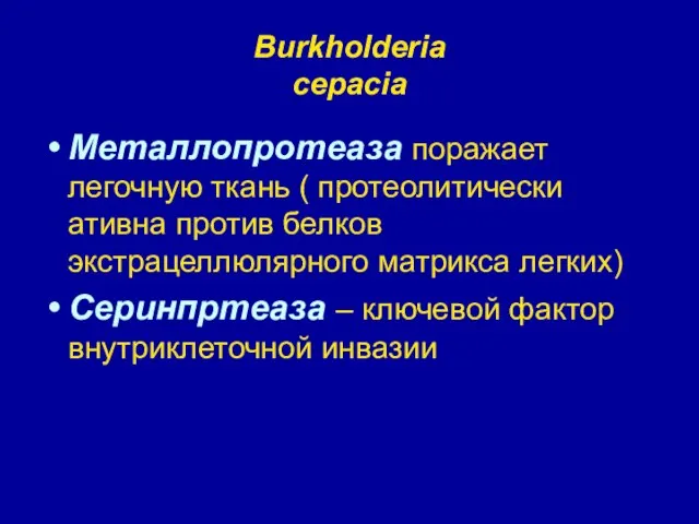 Burkholderia cepacia Металлопротеаза поражает легочную ткань ( протеолитически ативна против белков