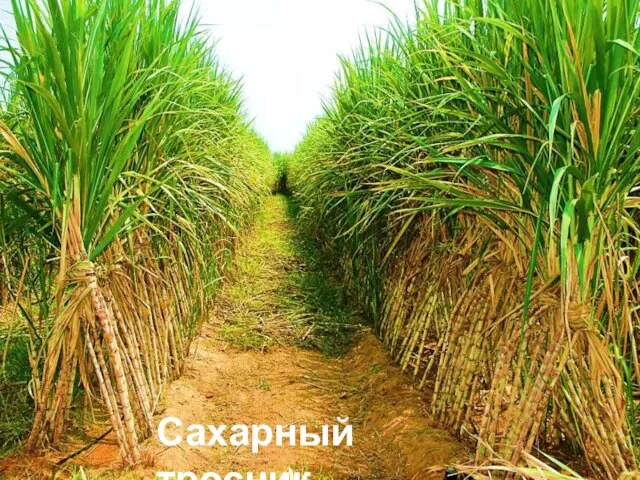 Сахарный тросник