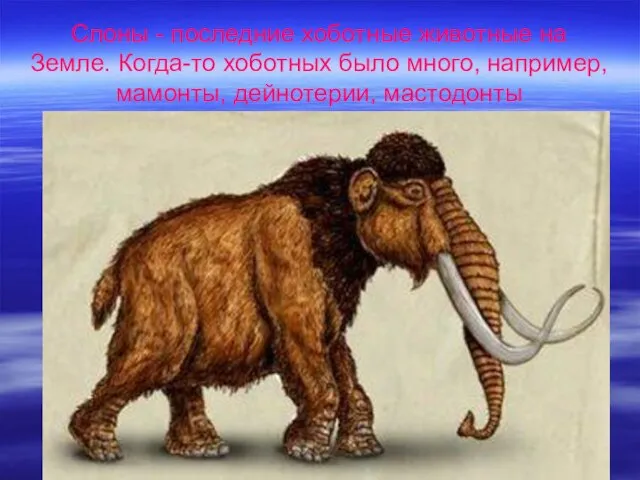 Слоны - последние хоботные животные на Земле. Когда-то хоботных было много, например, мамонты, дейнотерии, мастодонты