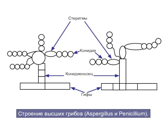 Строение высших грибов (Aspergillus и Penicillium). Стеригмы Конидии Конидиеносец Гифы