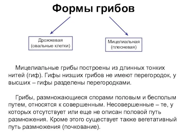 Формы грибов Дрожжевая (овальные клетки) Мицелиальная (плесневая) Мицелиальные грибы построены из