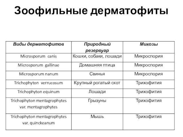 Зоофильные дерматофиты