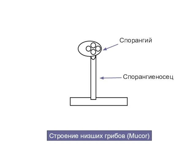 Спорангий Спорангиеносец Строение низших грибов (Mucor)